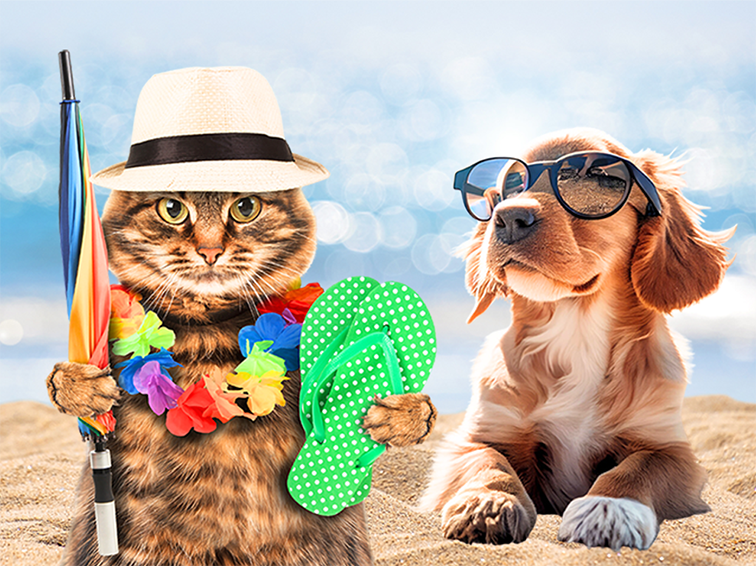 Katze mit Hut, FlipFlops und Sonnenschrim, Hund mit Sonnenbrille liegen am Strand