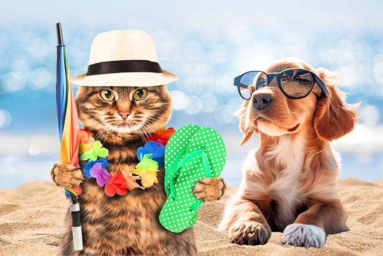 Katze mit Hut, FlipFlips und Sonnenschirm, Hund mit Sonnenbrille liegen am Strand