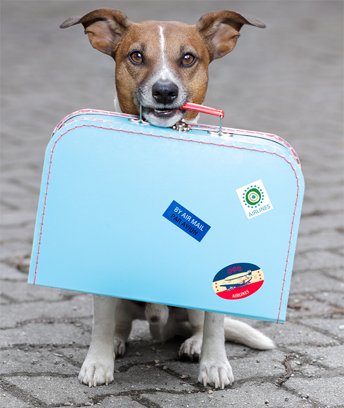 Hund mit blauem Koffer im Mund